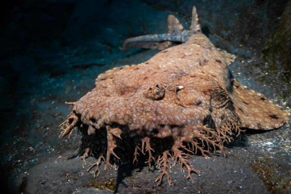 Tasseled Wobbegong Shark